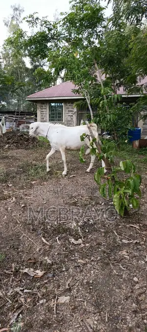 Galla Buck