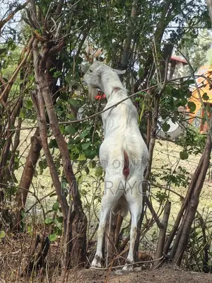 Galla Buck