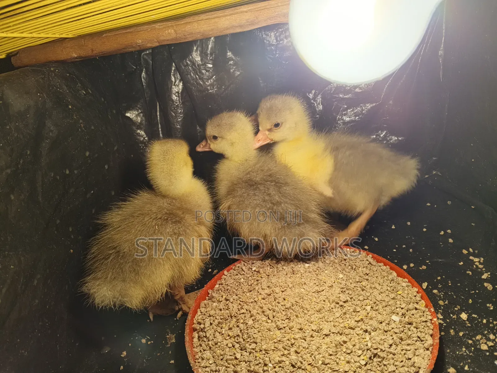 Gooslings for Sale