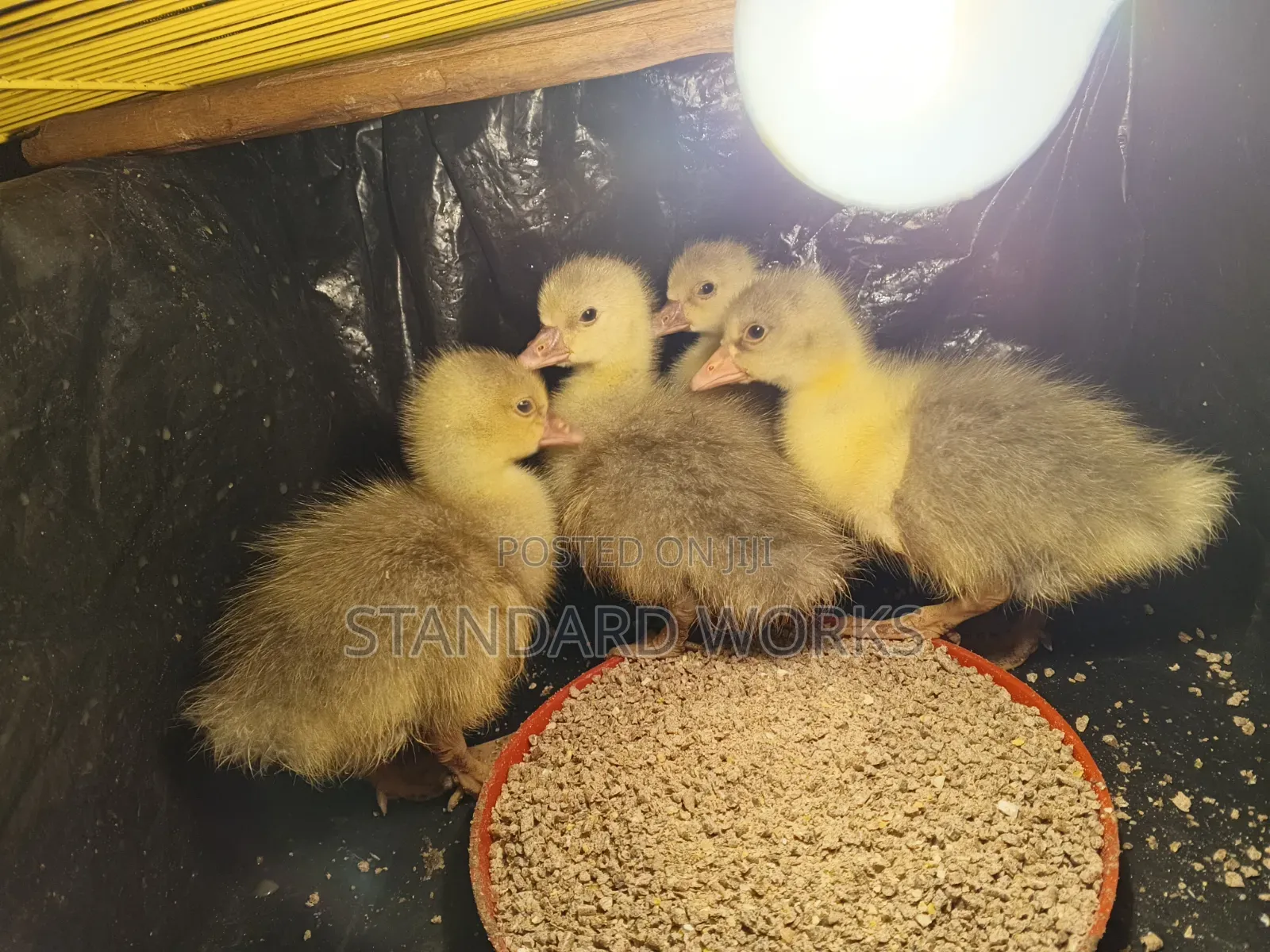 Gooslings for Sale