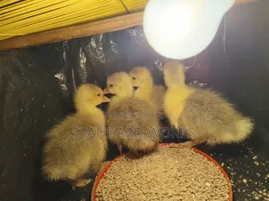 Gooslings for Sale