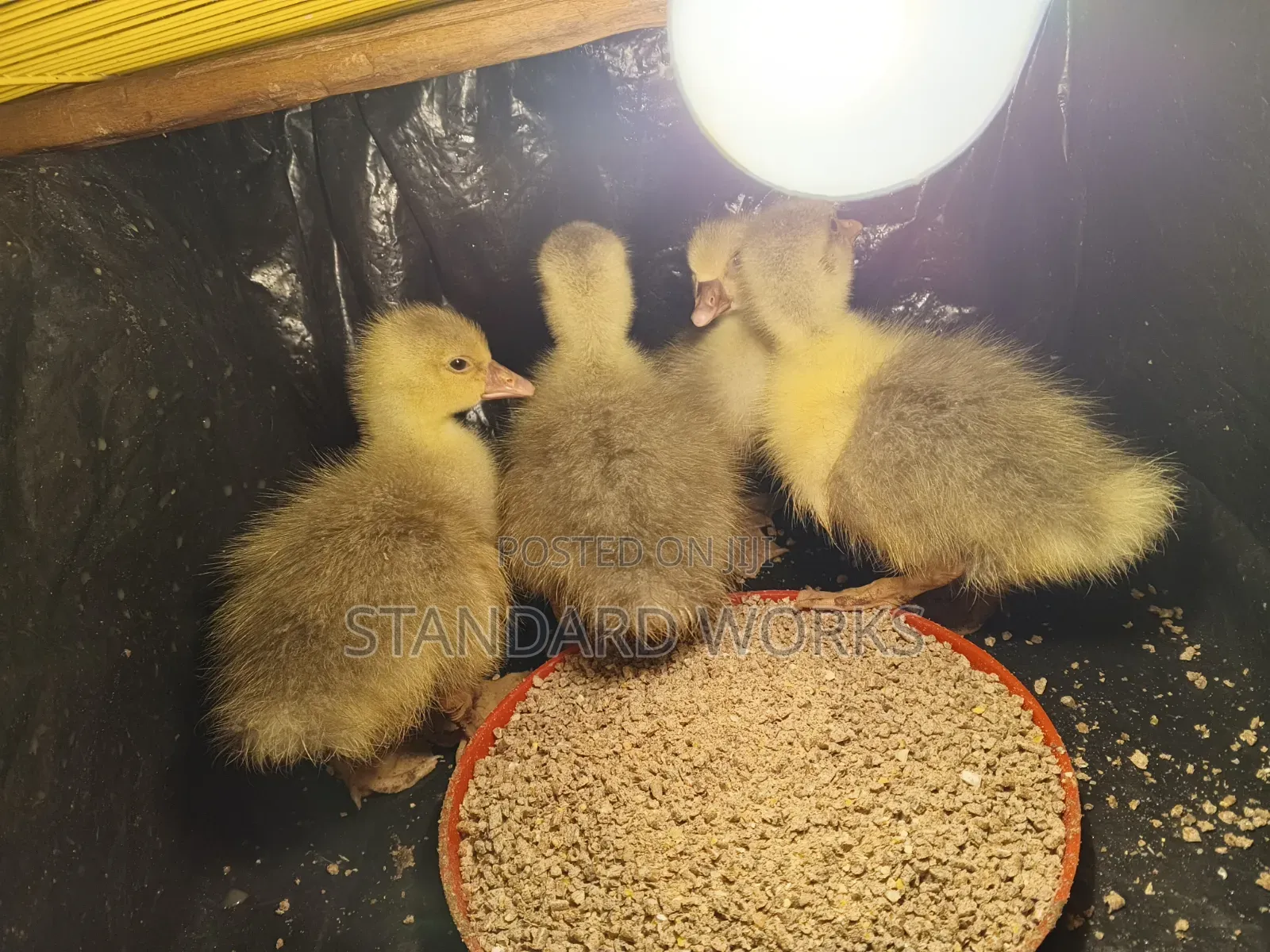 Gooslings for Sale