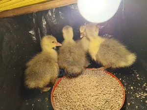 Gooslings for Sale
