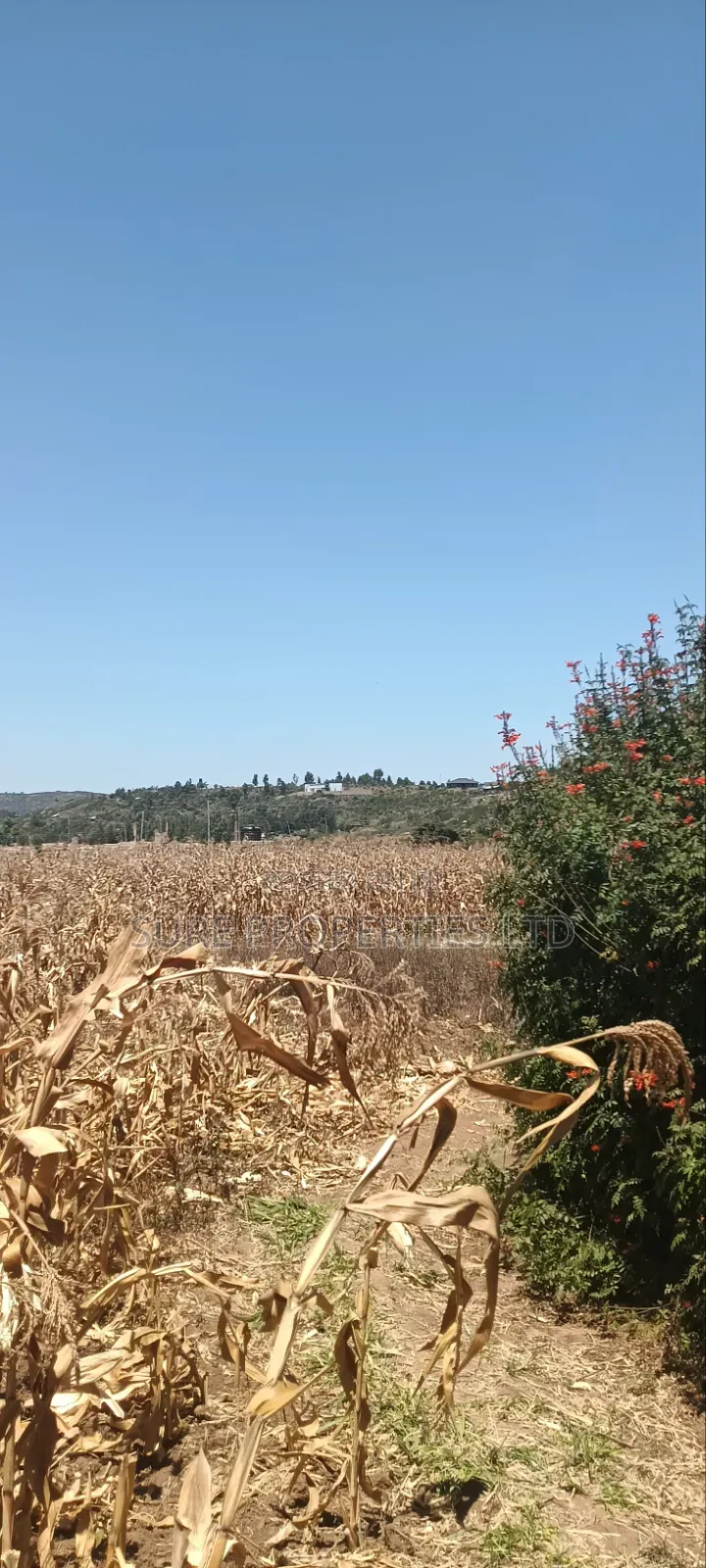100x100 Plot in Kikuyu Kamangu/Ndiguini Lusingetti