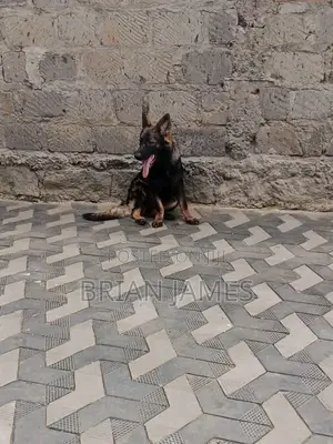 6-12 months Female Purebred German Shepherd