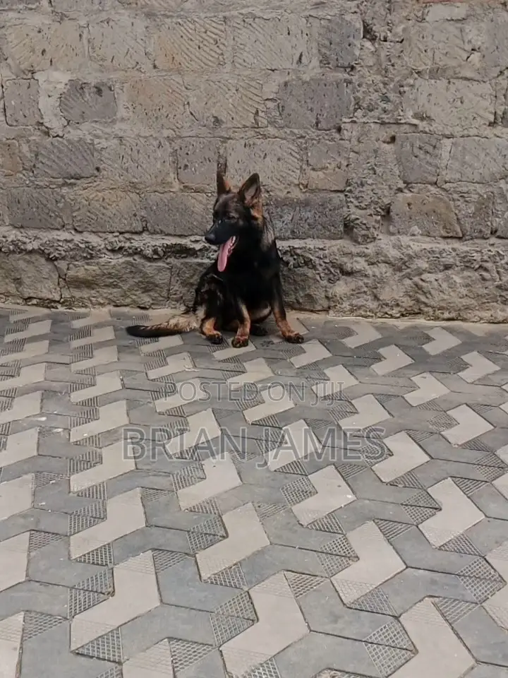 6-12 months Female Purebred German Shepherd