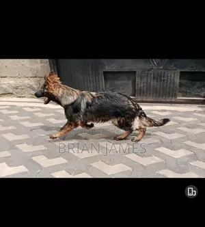6-12 months Female Purebred German Shepherd