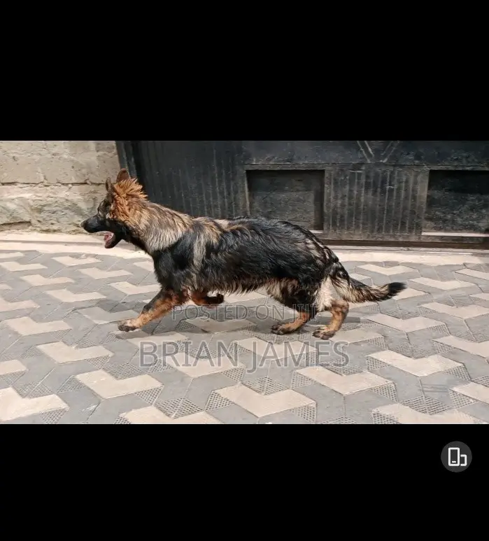 6-12 months Female Purebred German Shepherd
