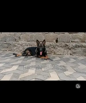 6-12 months Female Purebred German Shepherd