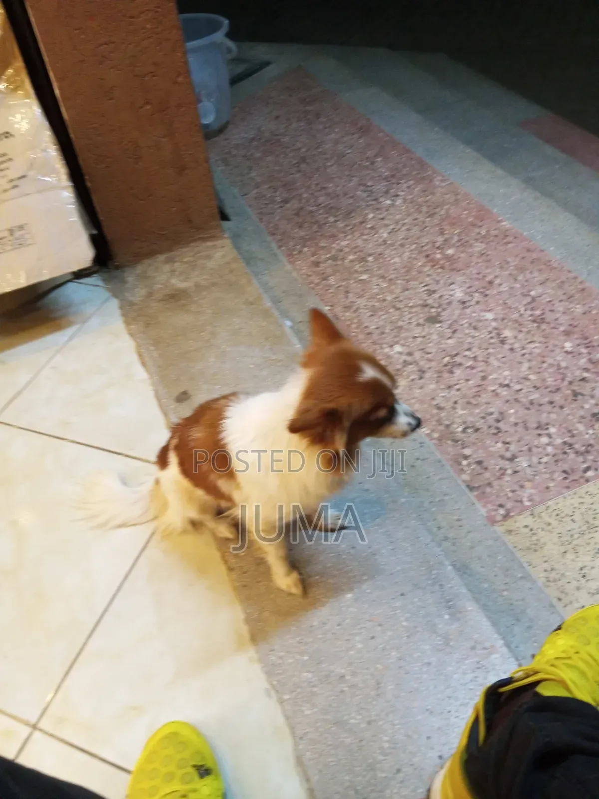6-12 months Female Purebred Japanese Spitz