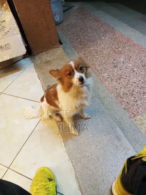 6-12 months Female Purebred Japanese Spitz