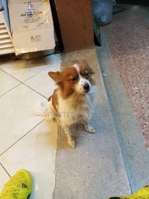 6-12 months Female Purebred Japanese Spitz