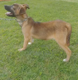 3-6 months Female Mixed Breed German Shepherd