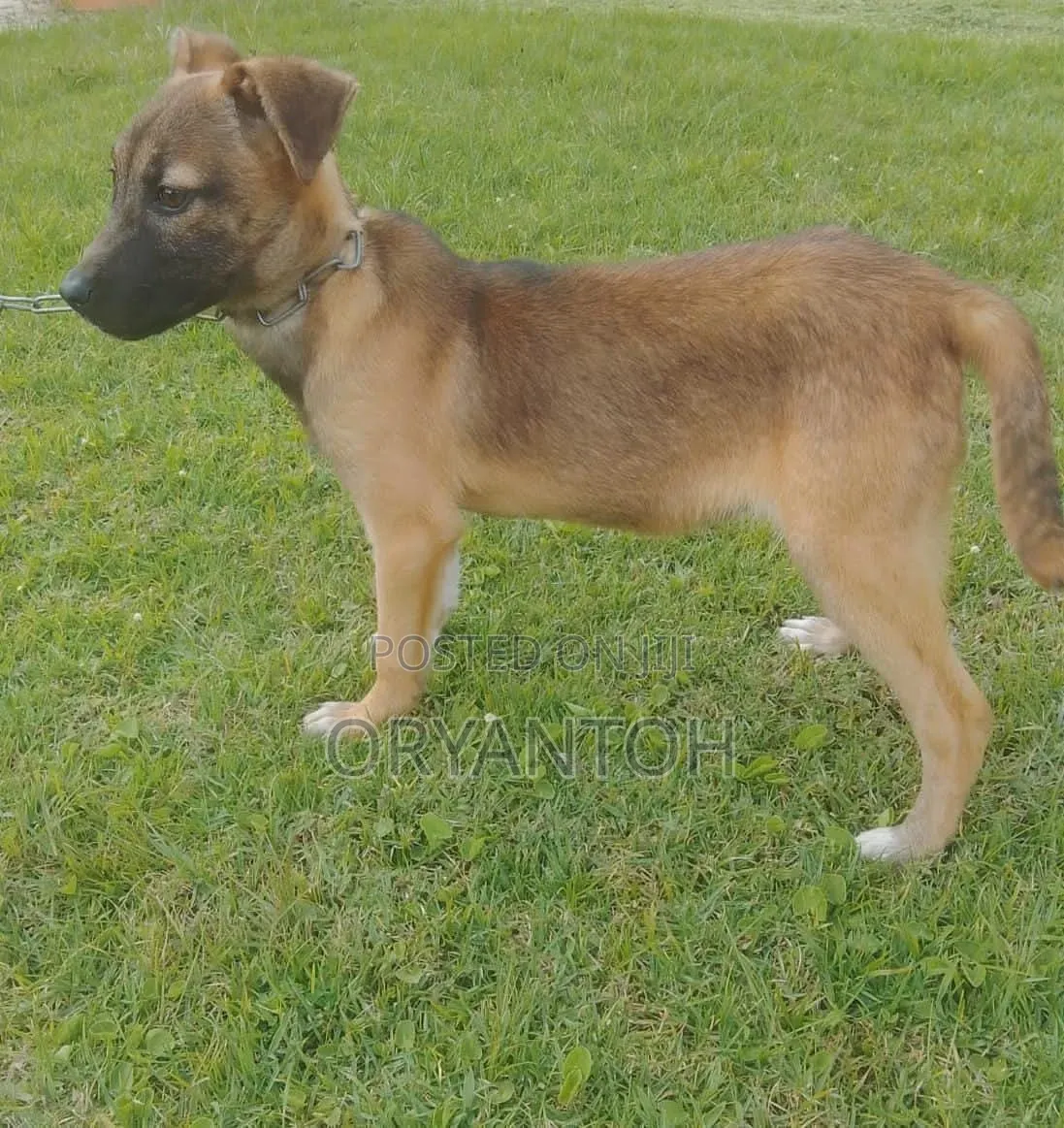 3-6 months Female Mixed Breed German Shepherd