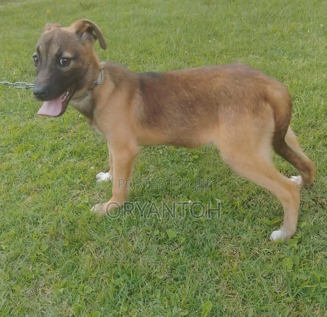3-6 months Female Mixed Breed German Shepherd