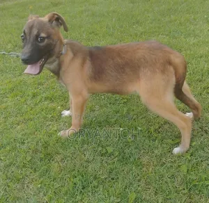 3-6 months Female Mixed Breed German Shepherd
