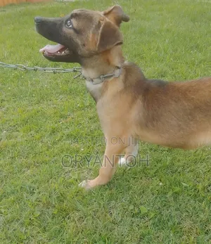3-6 months Female Mixed Breed German Shepherd