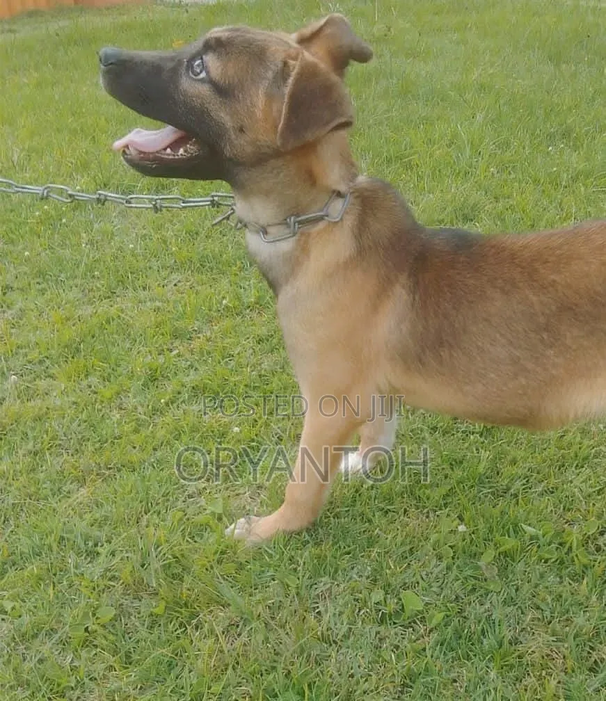 3-6 months Female Mixed Breed German Shepherd