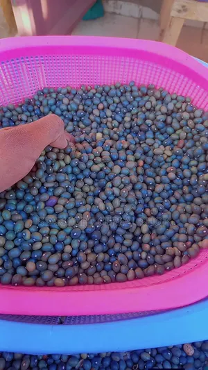 Green Army Beans