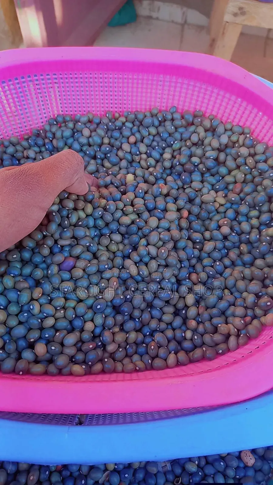 Green Army Beans