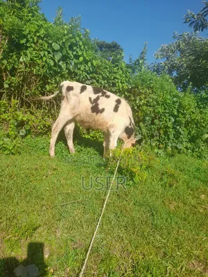 Calf for Sale