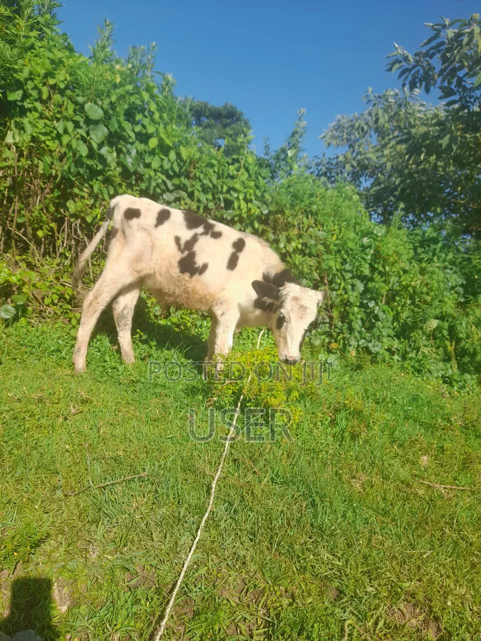 Calf for Sale