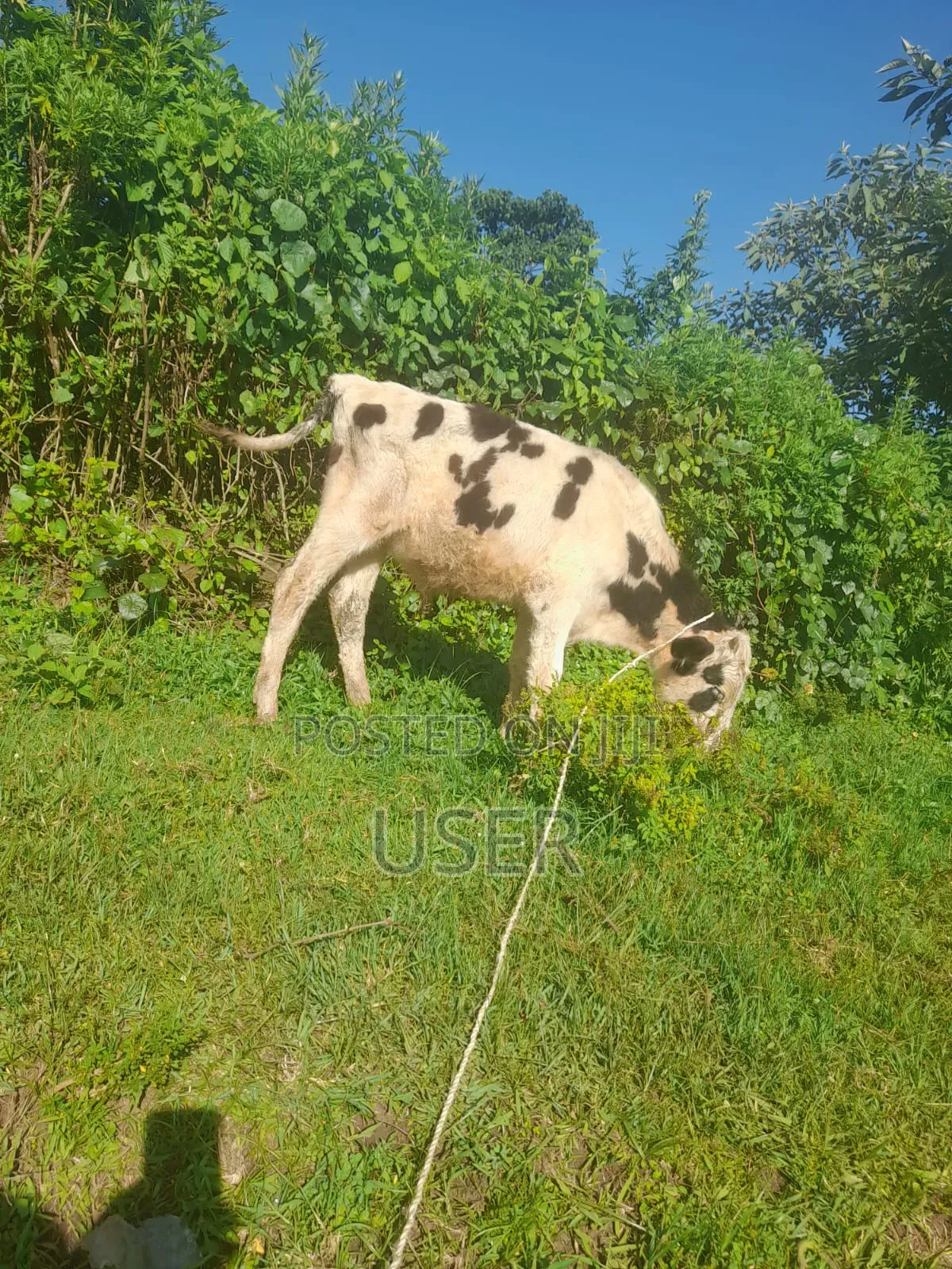 Calf for Sale