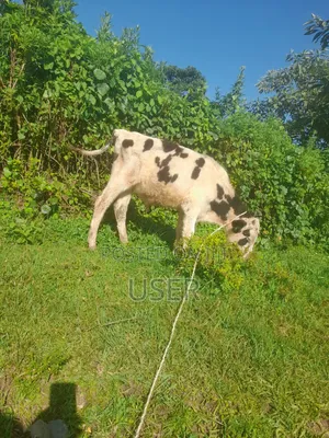 Calf for Sale