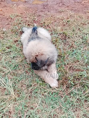 1-3 months Female Purebred Caucasian Shepherd