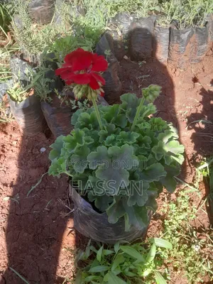 Geranium Flowers