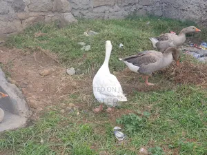 Mature Goose