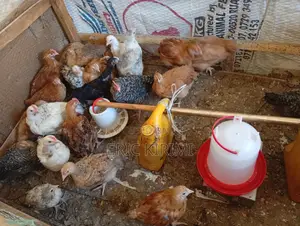 Kienyeji Chicks on Sale