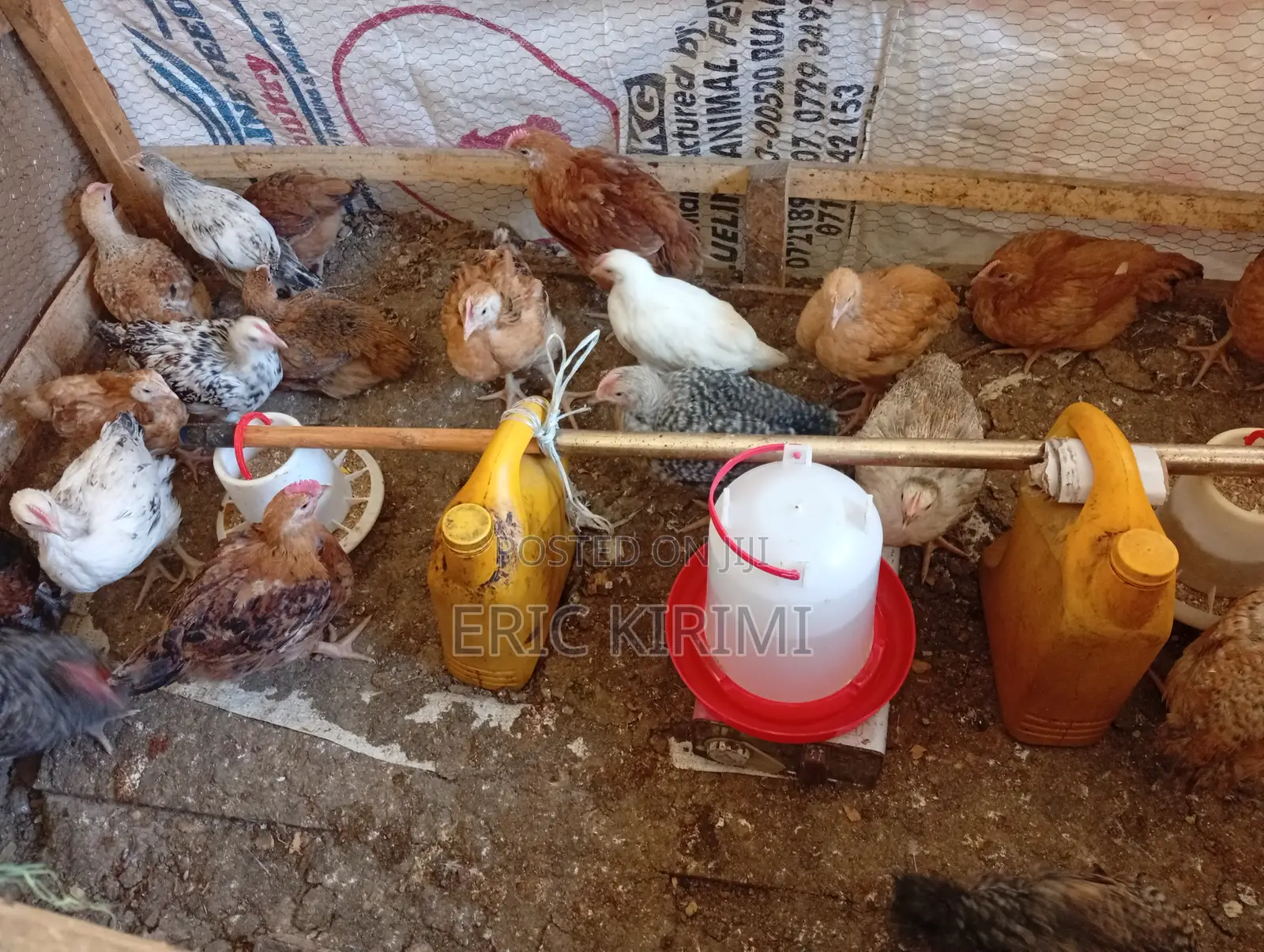 Kienyeji Chicks on Sale