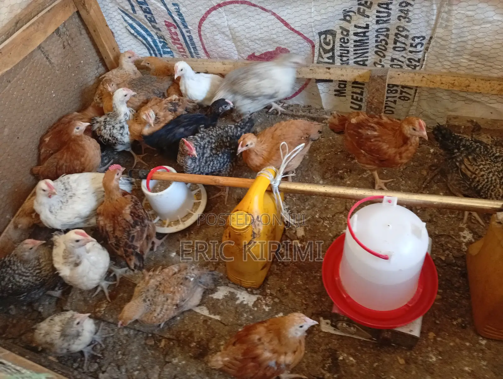 Kienyeji Chicks on Sale
