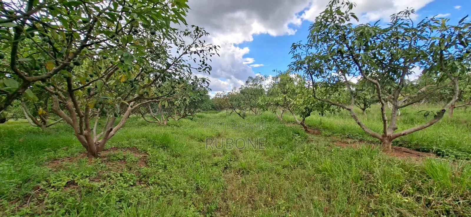 6.2 Acres Available in Ngoliba - Thika