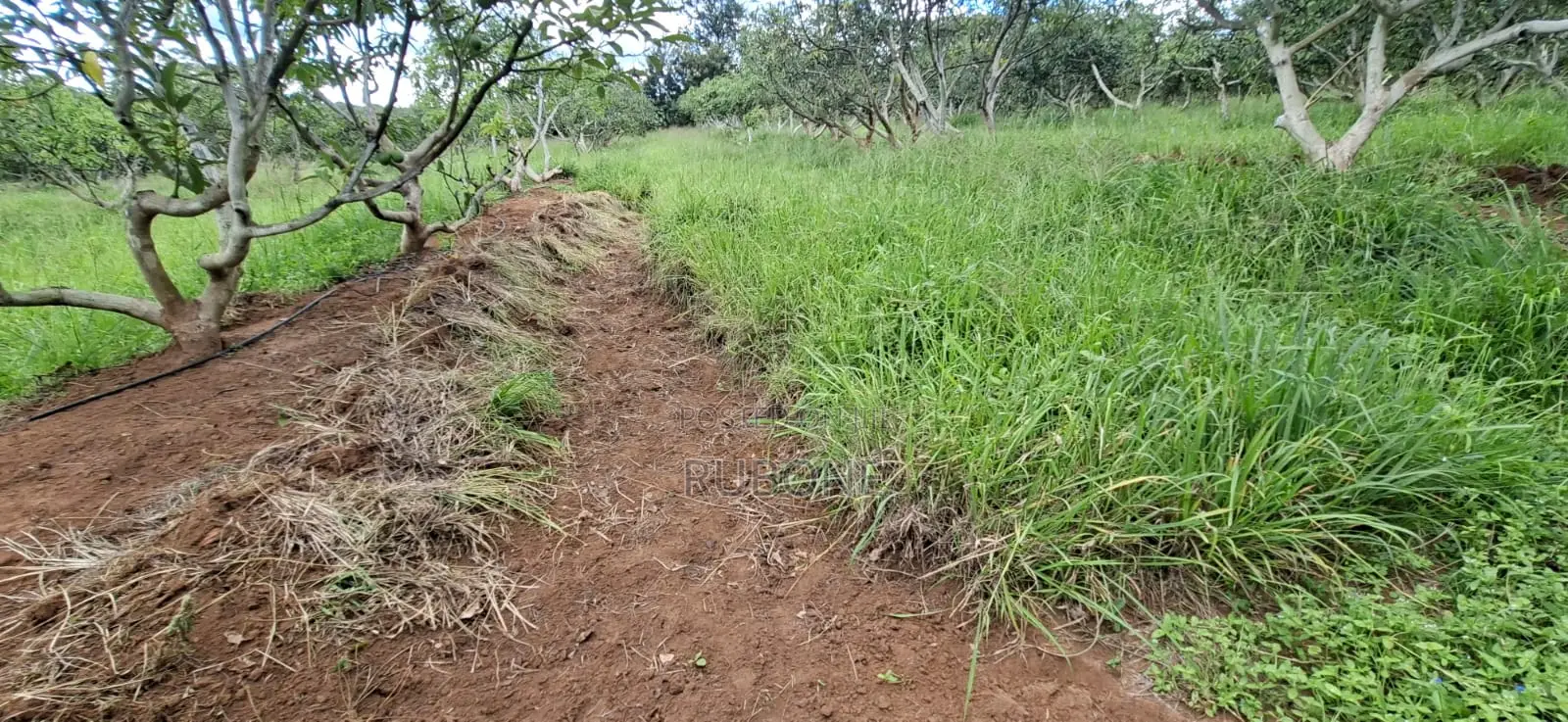 6.2 Acres Available in Ngoliba - Thika
