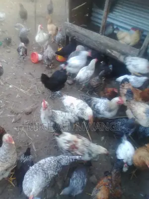Chicken From Ksh1000-300