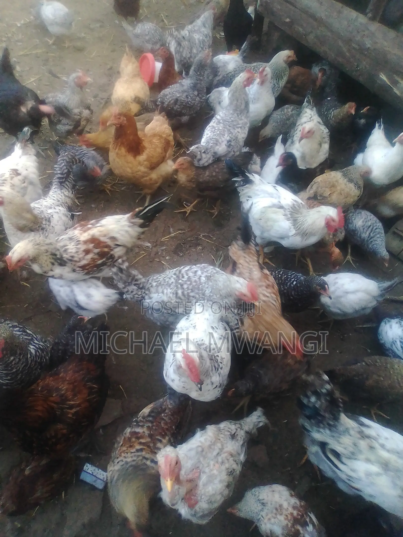 Chicken From Ksh1000-300