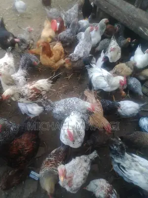 Chicken From Ksh1000-300