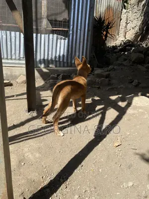 3-6 months Female Mixed Breed German Shepherd