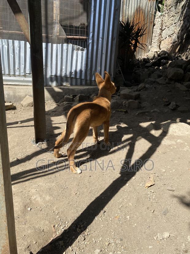 3-6 months Female Mixed Breed German Shepherd