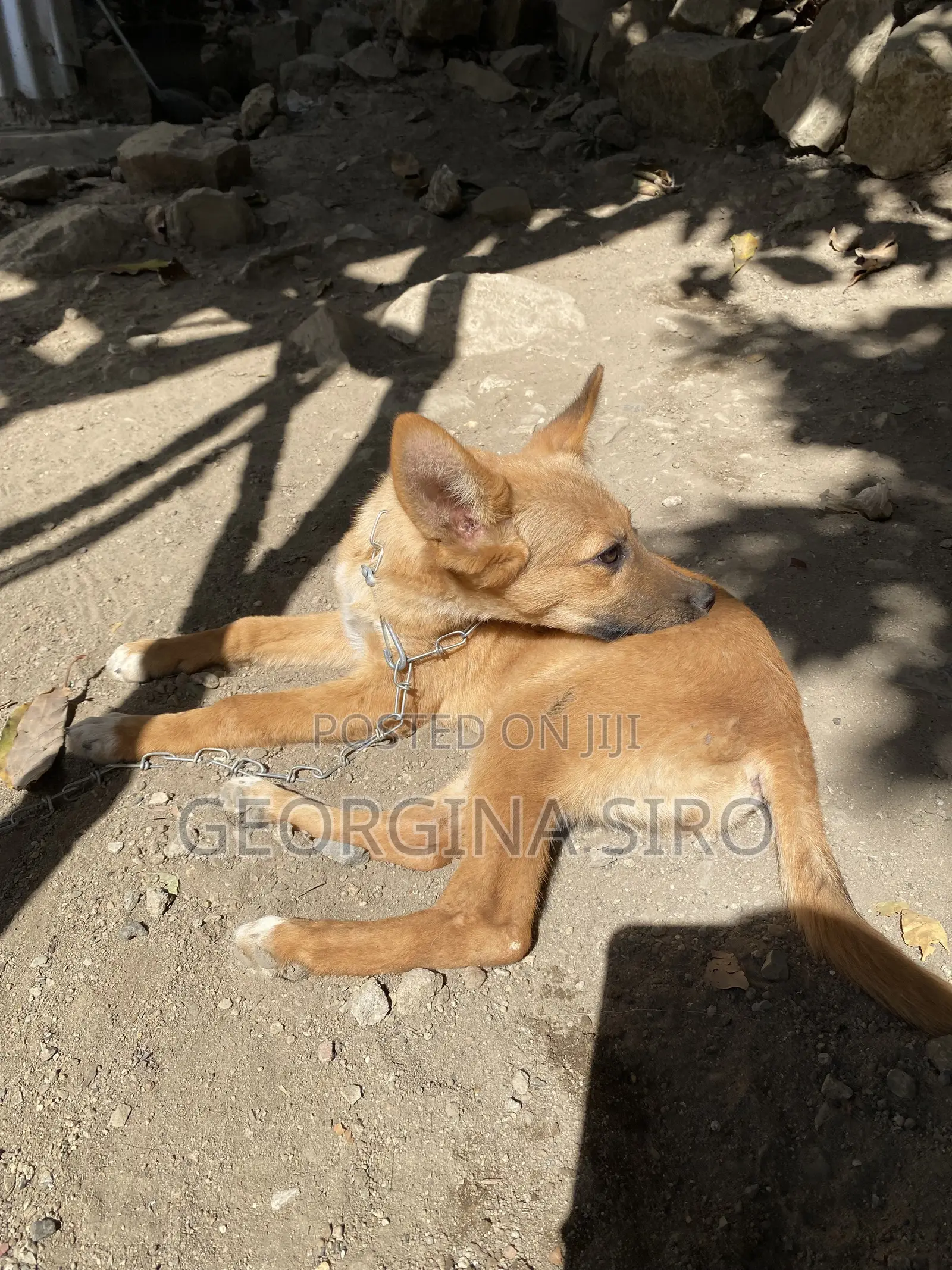3-6 months Female Mixed Breed German Shepherd