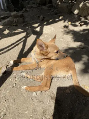 3-6 months Female Mixed Breed German Shepherd