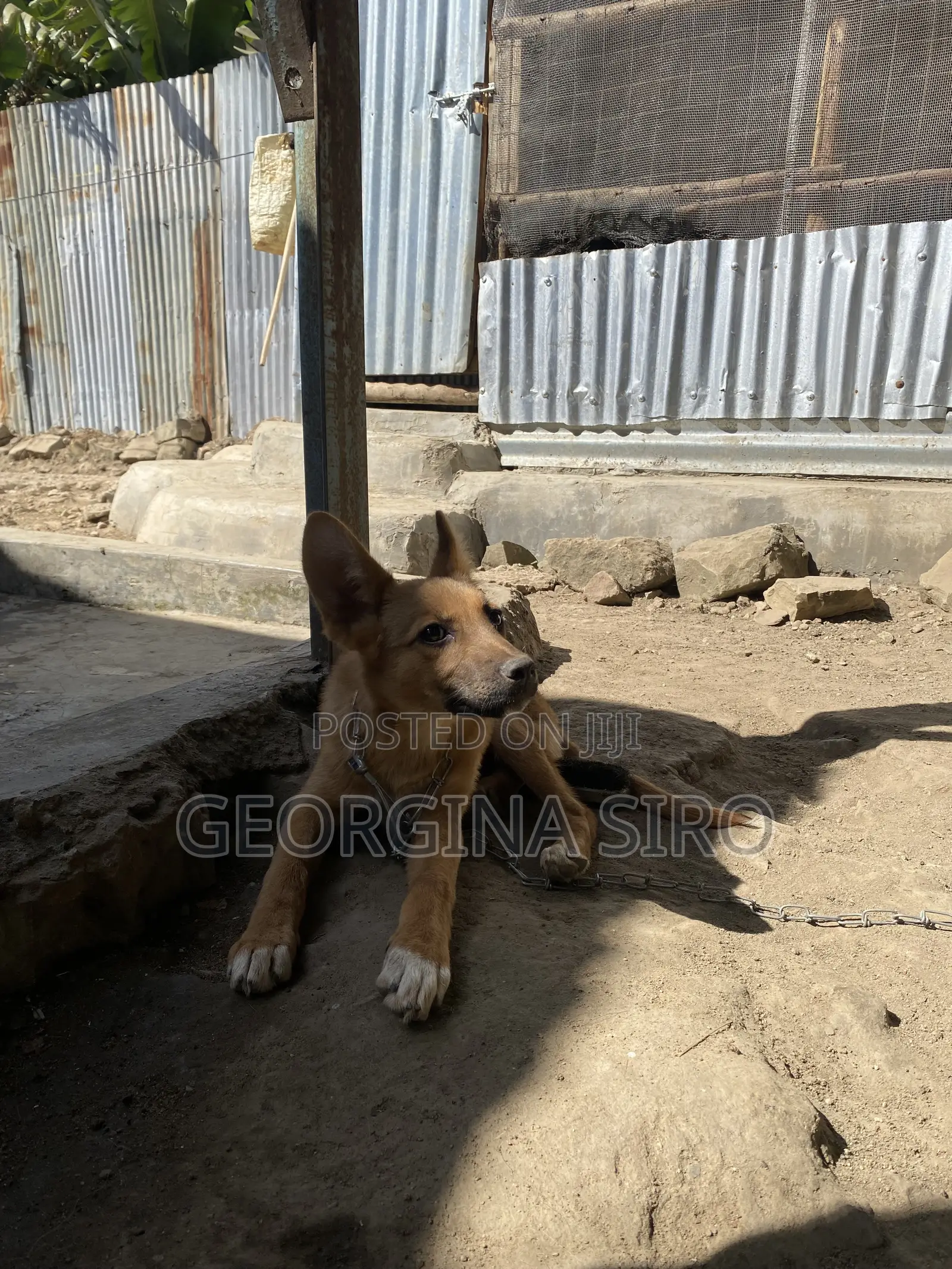 3-6 months Female Mixed Breed German Shepherd
