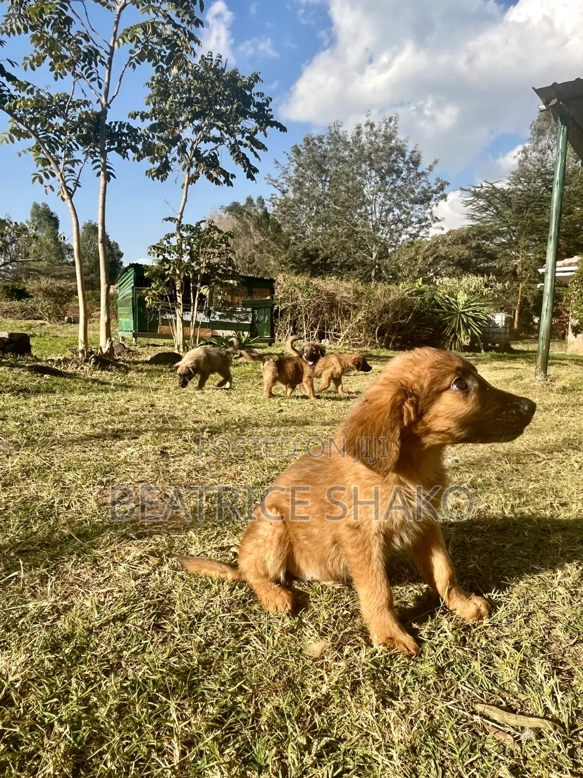 1-3 months Male Mixed Breed German Shepherd