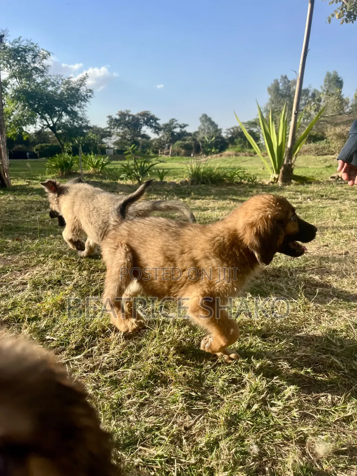 1-3 months Male Mixed Breed German Shepherd