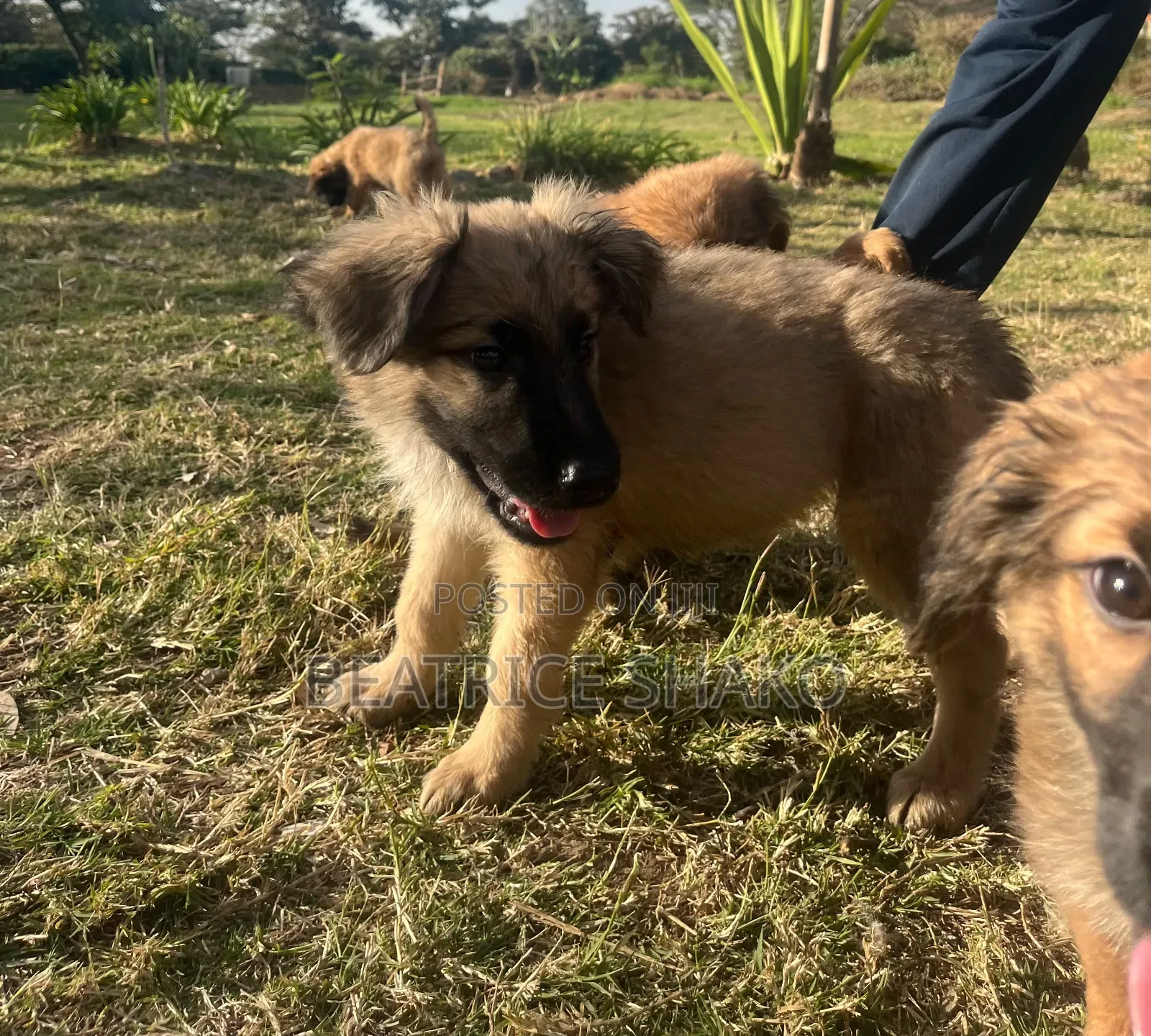1-3 months Male Mixed Breed German Shepherd