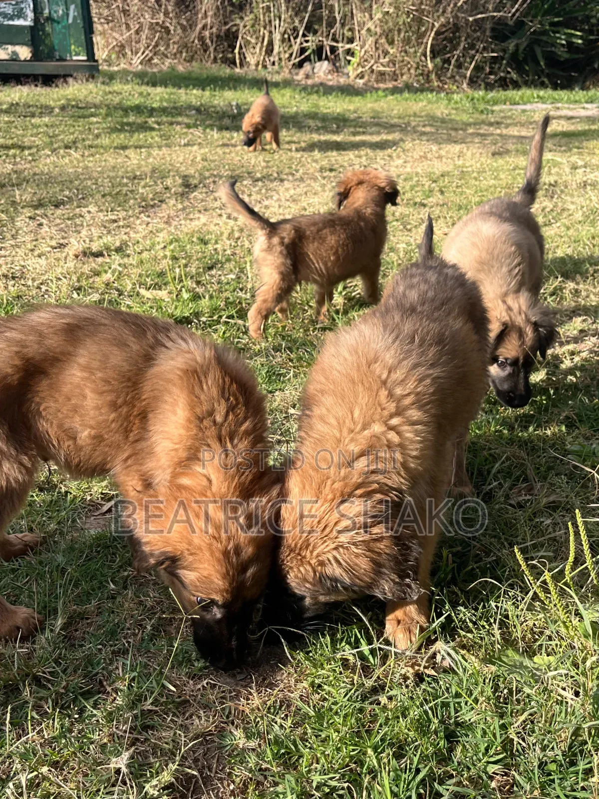 1-3 months Male Mixed Breed German Shepherd