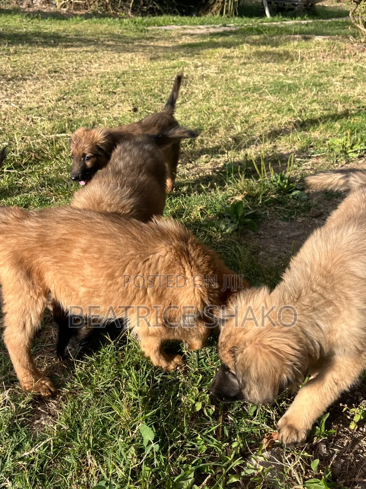 1-3 months Male Mixed Breed German Shepherd