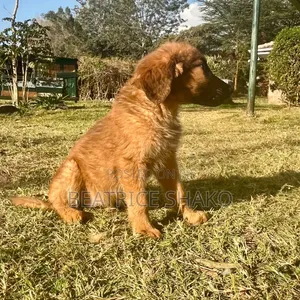 1-3 months Male Mixed Breed German Shepherd